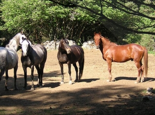  Rides and riding lessons in the 48 